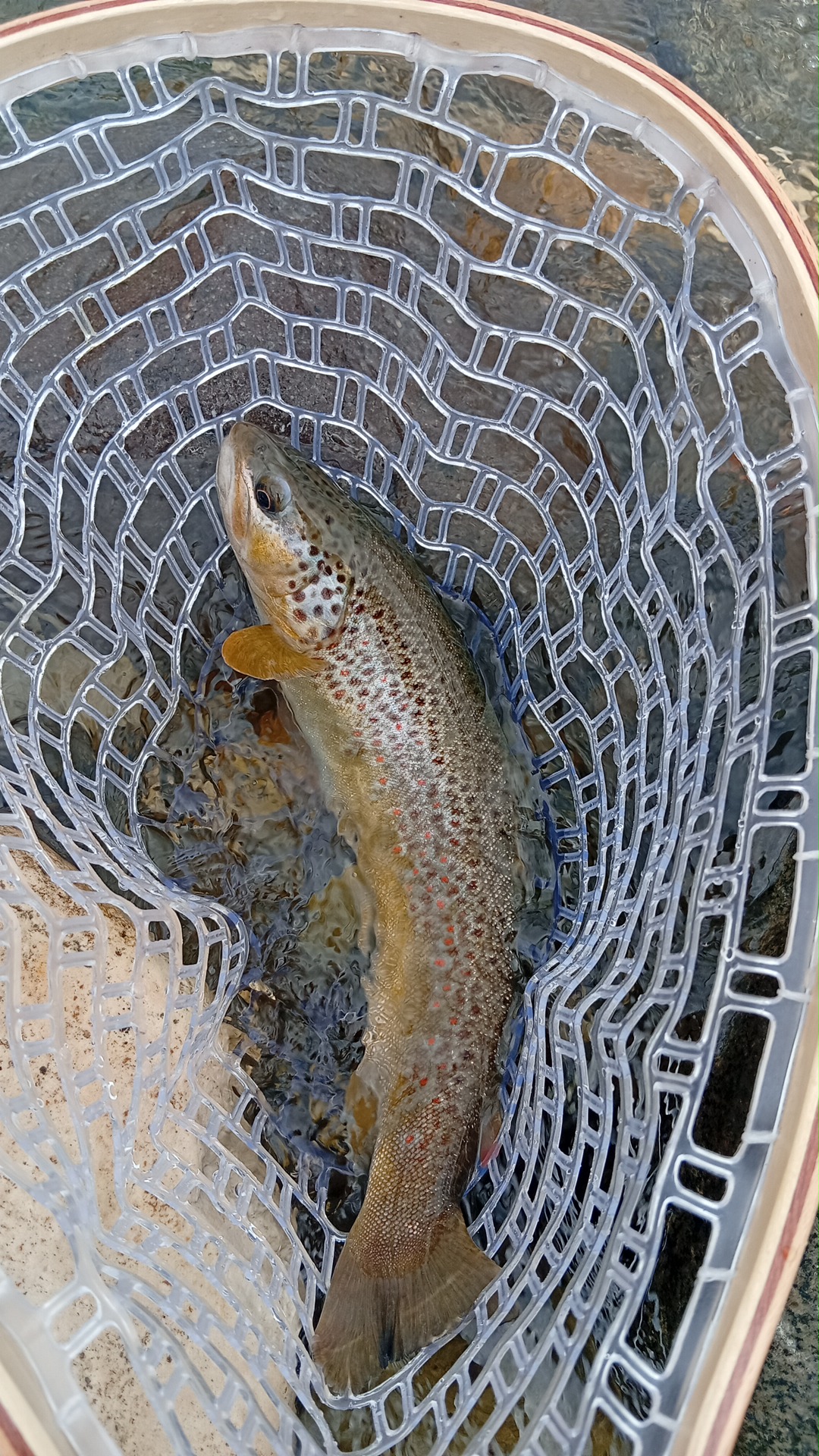 Fly Fishing