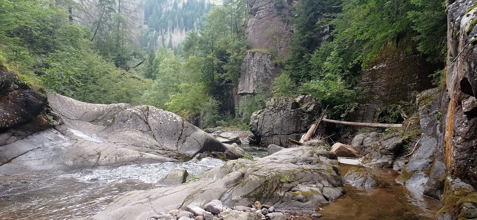 Il Torrente Travignolo nella Foresta di Paneveggio, habitat della trota fario