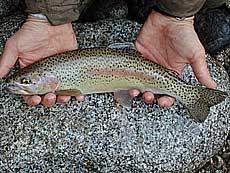 Trota Iridea (Oncorhynchus mykiss) nel Fiume Cordevole