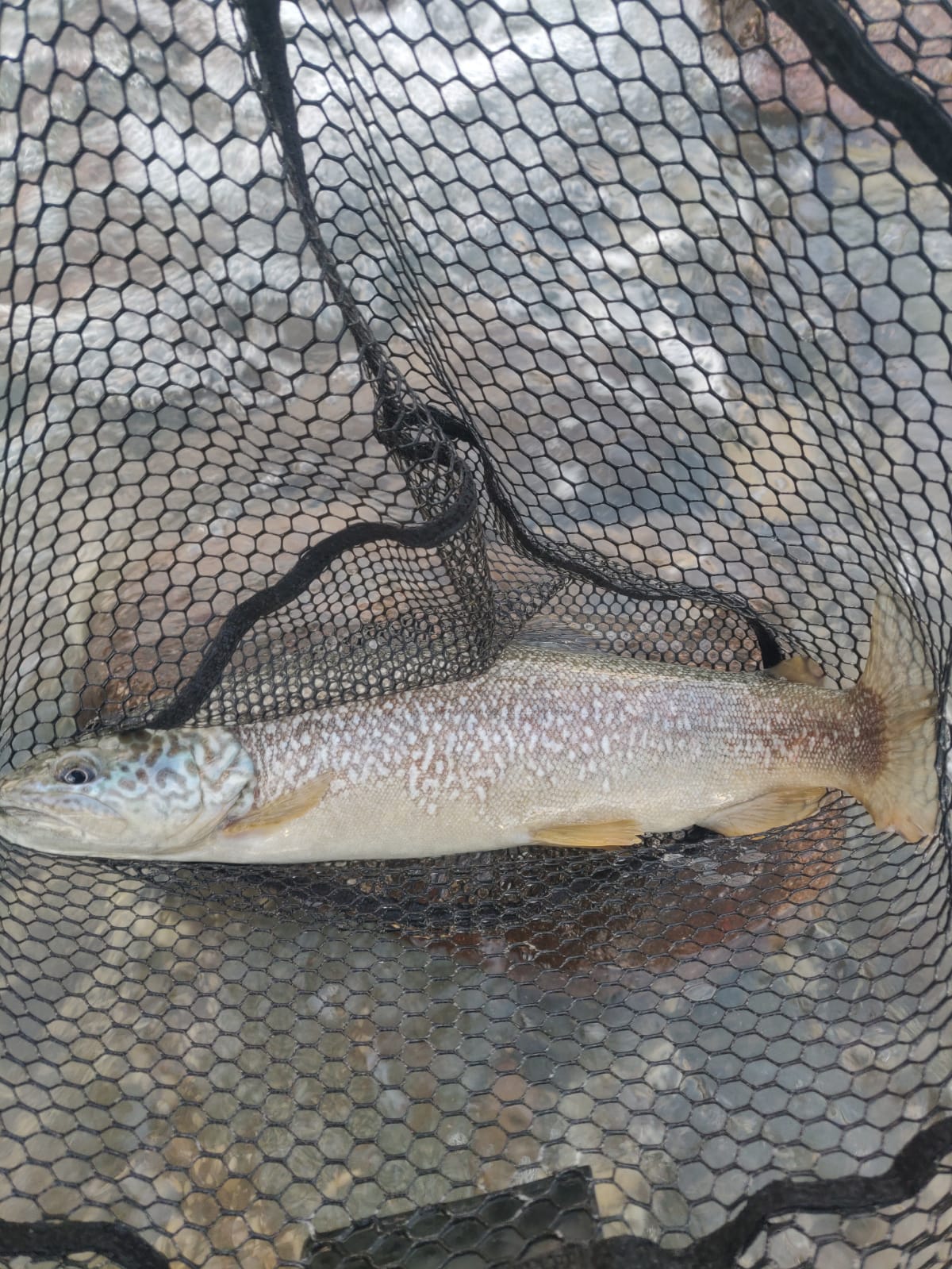 Trota Marmorata (Salmo marmoratus) endemica del bacino adriatico